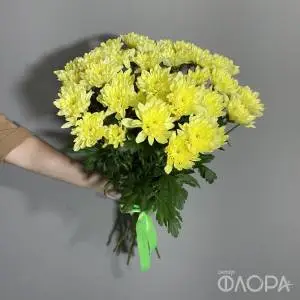 Желтые кустовые хризантемы