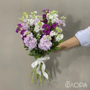 Маттиола 