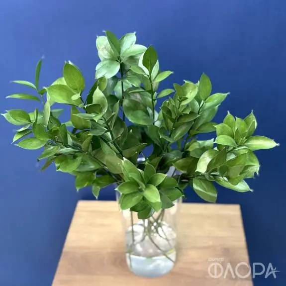 Рускус