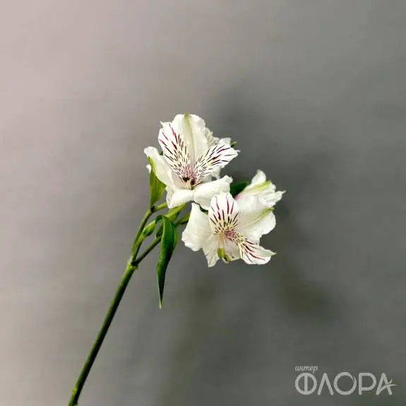 Белые альстромерии