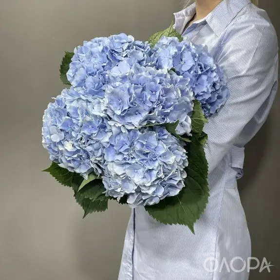 Гортензии голубые (Колумбия)