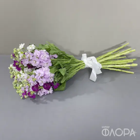 Маттиола 