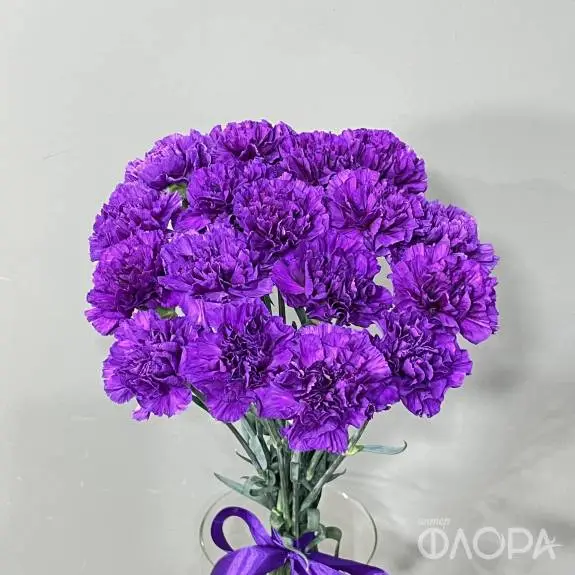 Лунные гвоздики "Мун"