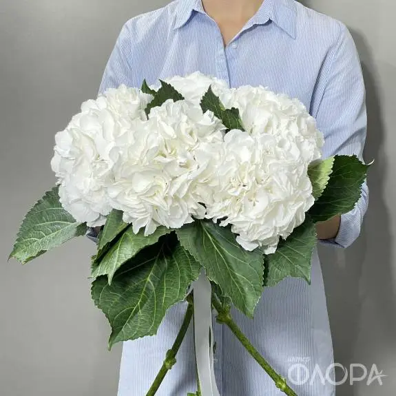 Белые гортензии (Колумбия)