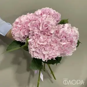 Гортензии розовые (Колумбия)