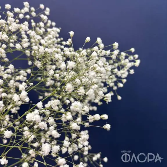Гипсофила