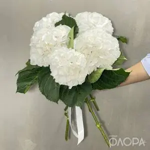 Белые гортензии (Колумбия)
