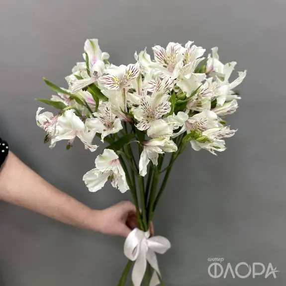 Белые альстромерии