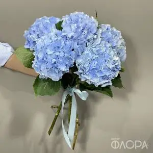 Гортензии голубые (Колумбия)
