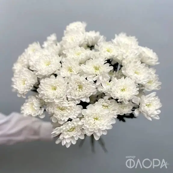 Белые кустовые хризантемы "Алтай"