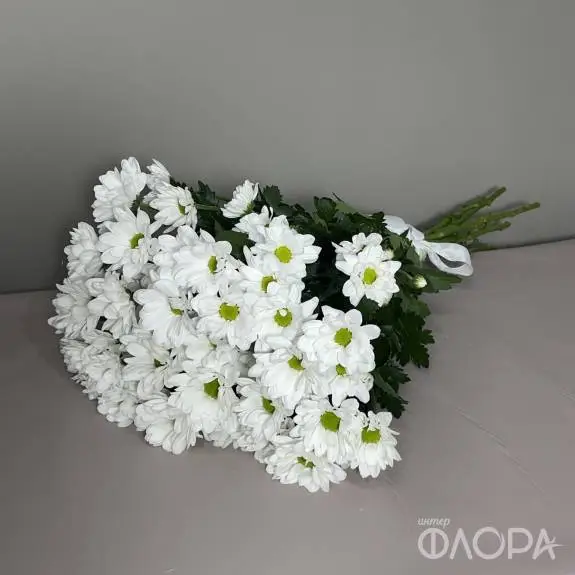Белые хризантемы ромашки "Чик"