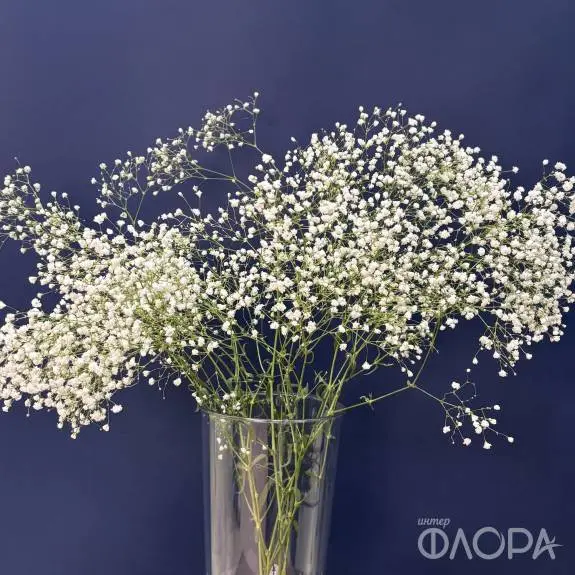 Гипсофила