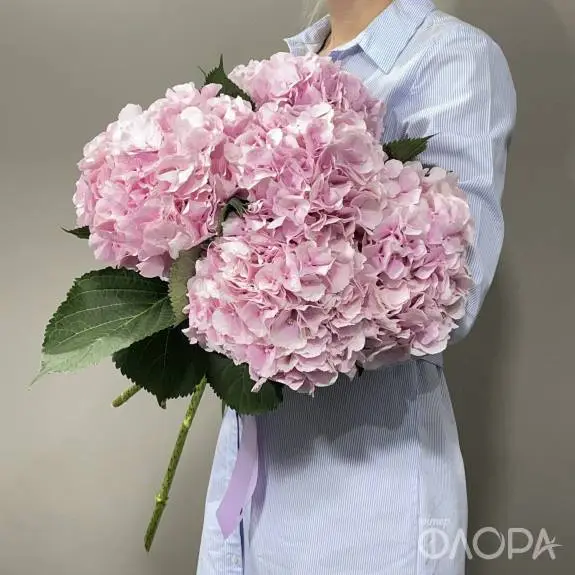 Гортензии розовые (Колумбия)