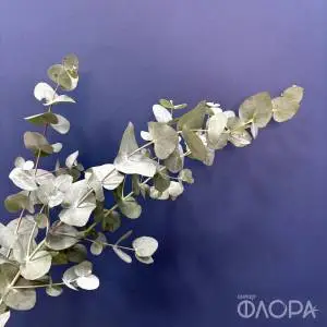 Эвкалипт