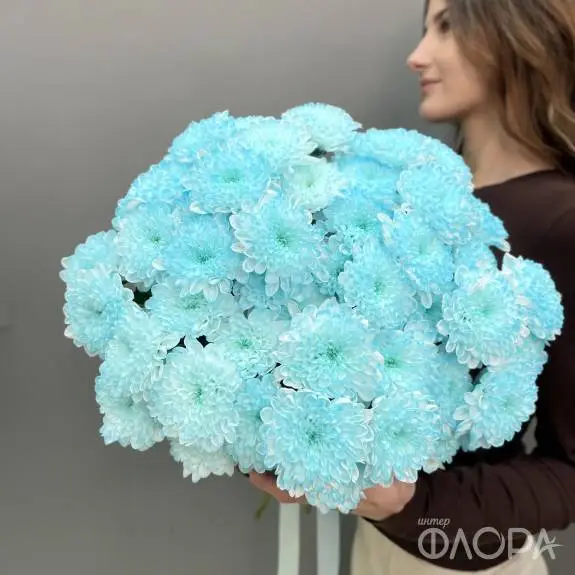 Мятные кустовые хризантемы