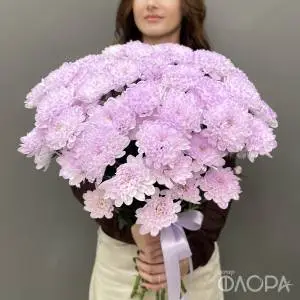 Черничные кустовые хризантемы