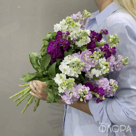 Маттиола 