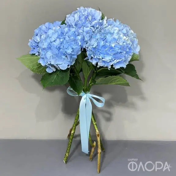 Гортензии голубые (Колумбия)