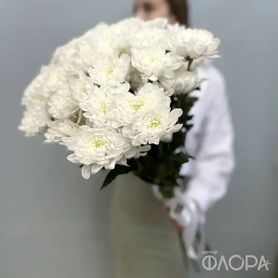 Белые кустовые хризантемы "Алтай"