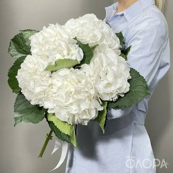 Белые гортензии (Колумбия)