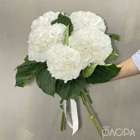 Белые гортензии (Колумбия)