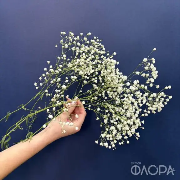 Гипсофила