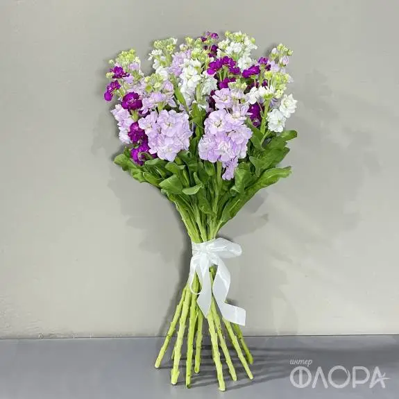 Маттиола 