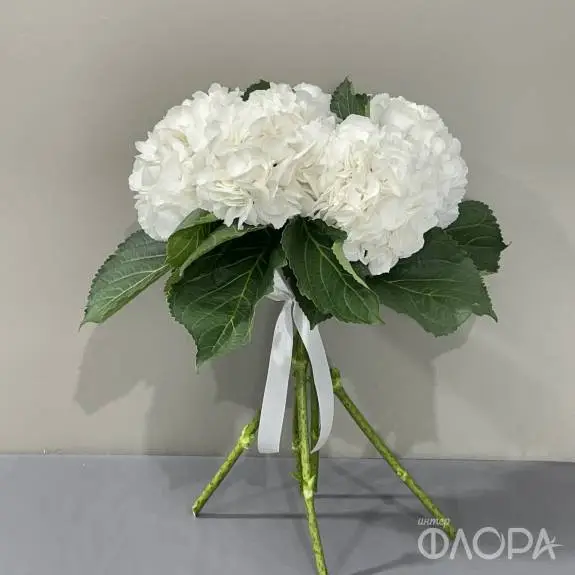 Белые гортензии (Колумбия)