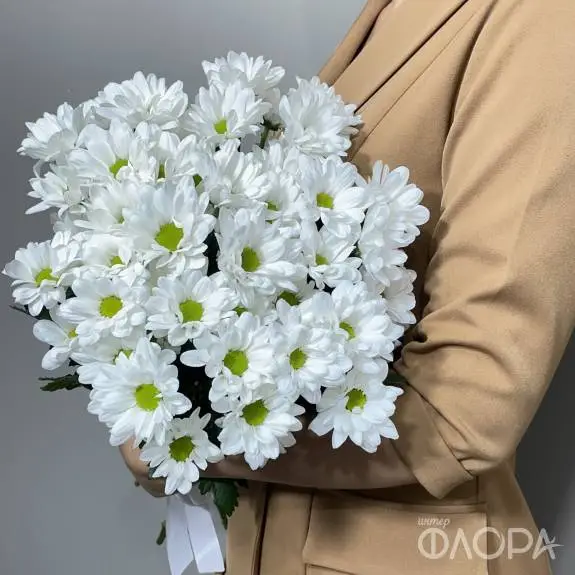 Белые хризантемы ромашки "Чик"
