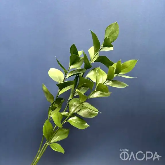 Рускус