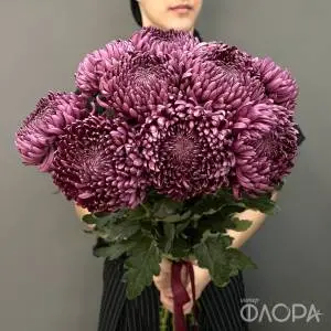Одноголовые хризантемы "Бигуди" 