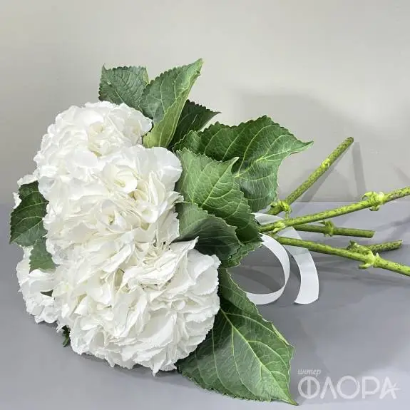 Белые гортензии (Колумбия)