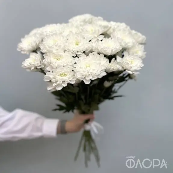 Белые кустовые хризантемы "Алтай"