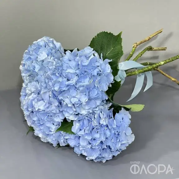 Гортензии голубые (Колумбия)